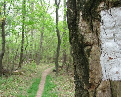 Hiking Trail Markers