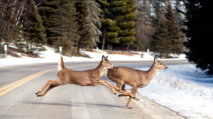 How Does Weather Impact Deer Movement?