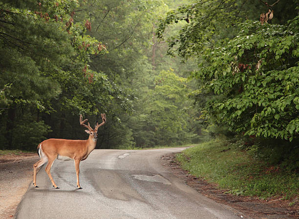 When Are Deer Most Active?