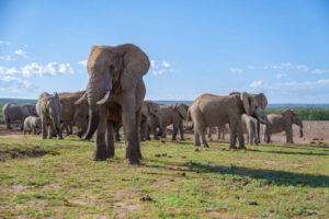 Does Addo Elephant National Park Protect More Than Just Elephants?