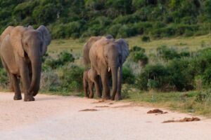 How Did Addo Elephant National Park Get Successful?