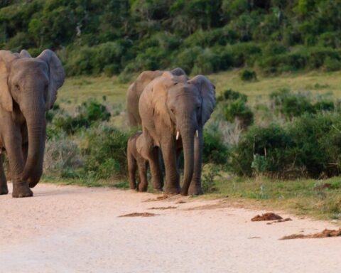 How Did Addo Elephant National Park Get Successful?