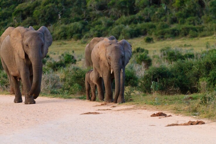 How Did Addo Elephant National Park Get Successful?