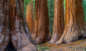 Mariposa Grove of Giant Sequoias