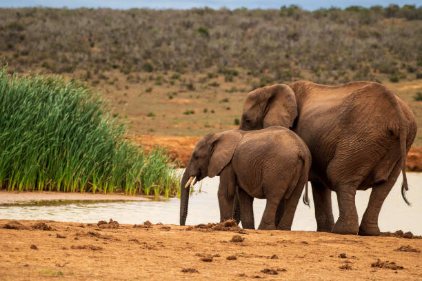 how much does addo elephant national park cost each year