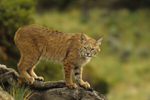 what animals live in the great smoky mountains