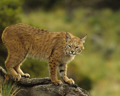 what animals live in the great smoky mountains