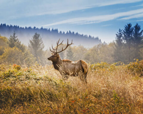 Elk Hunting Gear